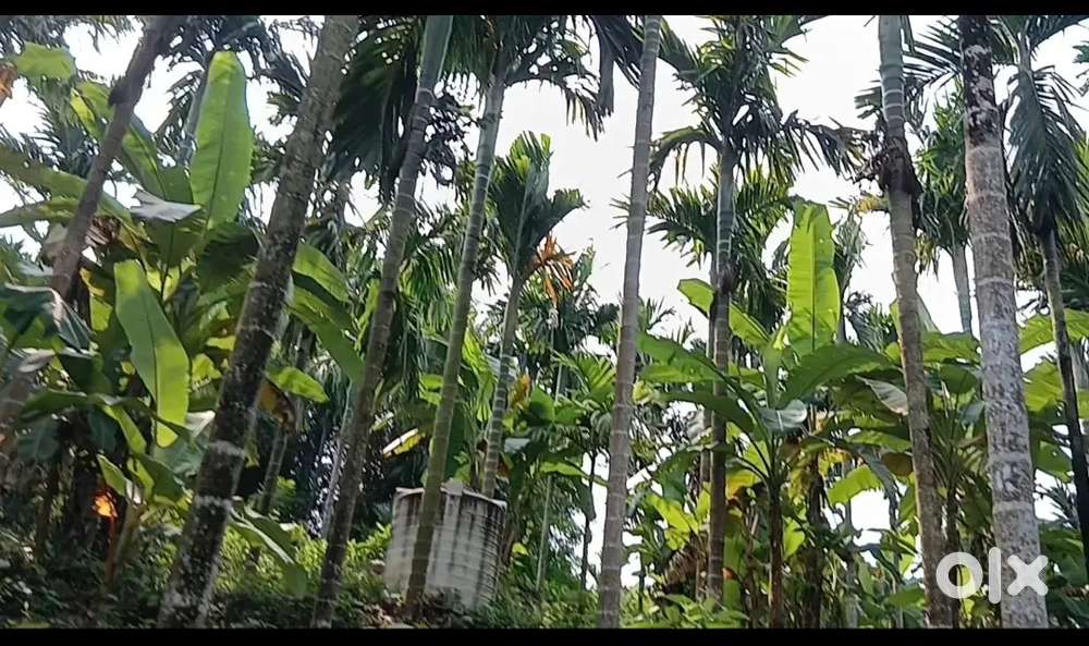 3,EKARS 85,LAK 1800 TAI TOTTAM