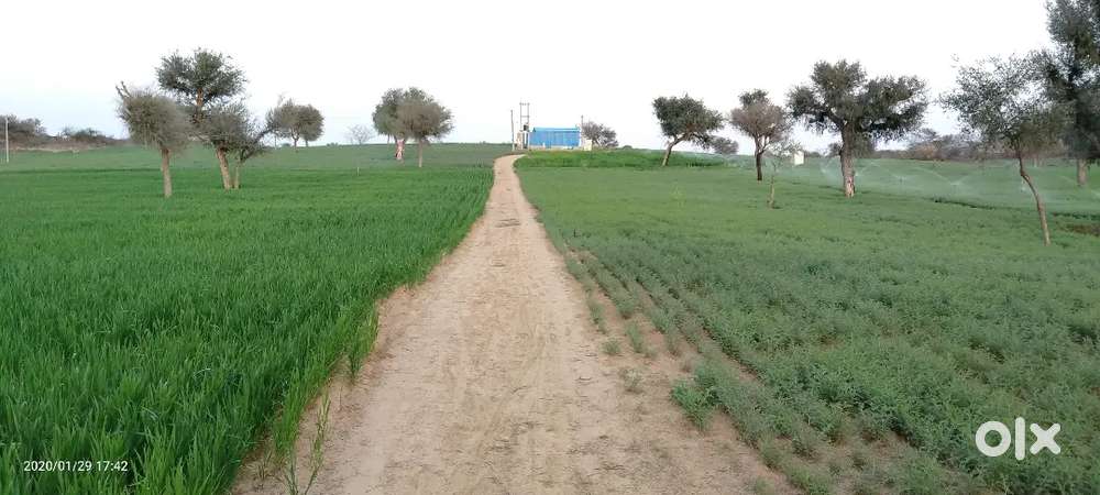 खेत (कुवै का +घरेलू लाइट का कनेक्शन भी है)