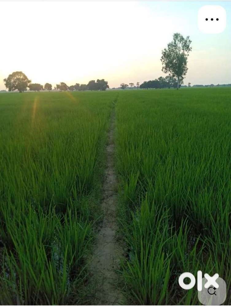 Jameen for sale Shyamdeurwa Thana se 2 km aage  Partawal wale Road par