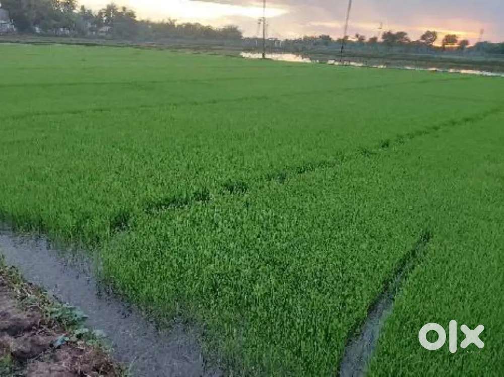 Irrigation land for sale in Adma (obra)