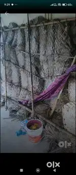 Bamboo sticks and kurai
