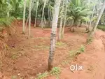 11 CENT  AGRICULTURAL LAND FOR SALE..