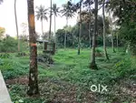 52 CENT LAND IN THALAYOLAPARAMBU SALE