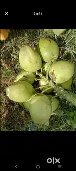 Coconut Shelly