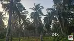 4 Acres Coconut farm for sale in Kozhinjampara, Palakkad