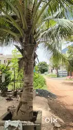 20/60 west face LP NO plot in motherland near chekpost