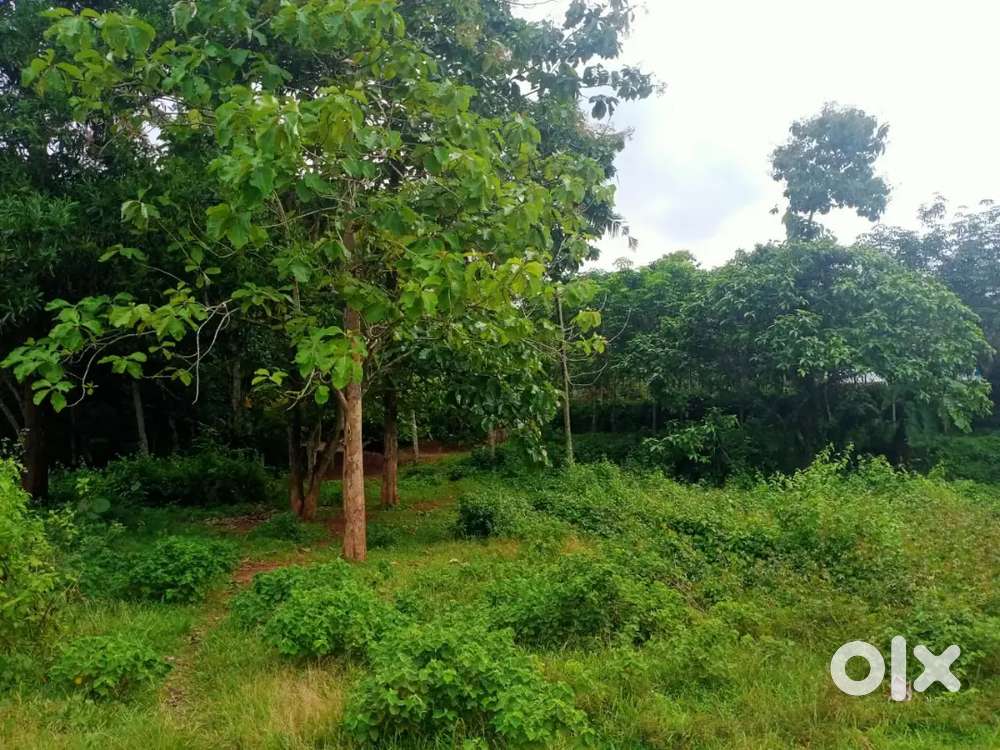 Chenkikunnu.101cent Rs50000only