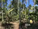 2.75 ACRE COFFEE LAND FOR SALE IN MEENANGADI