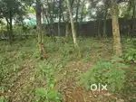 80 cent Land