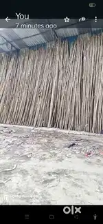 Bamboo Assam 20ft