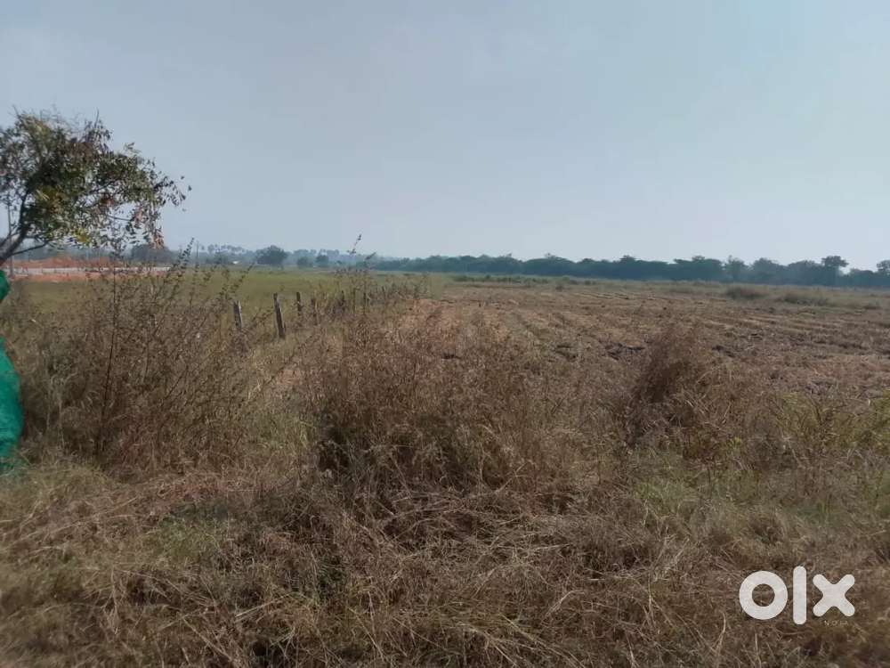 Red Soil Fertile Agriculture Land