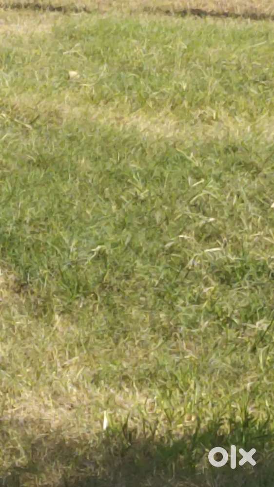 Plot near Sidhra Ragoora