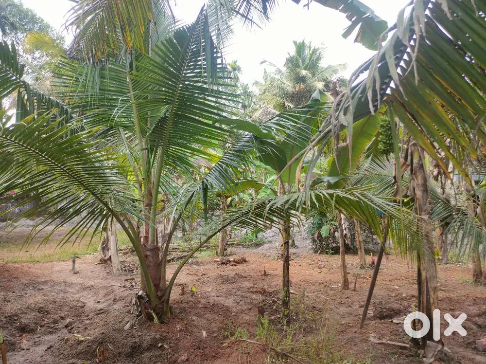 33 cent plot for sale