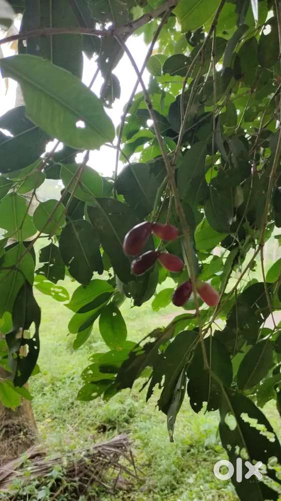 Watter front propperty for sale in Attappady thavalam