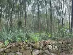 Mature rubber plantation, with good frontage for SALE !