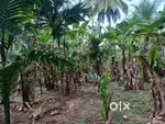 Anaikatti near sholyur 17 acre for sale. Coffee, banana, coconut crops