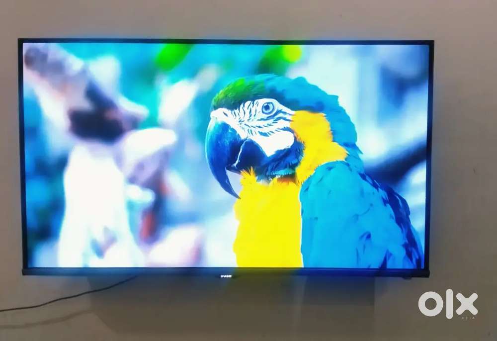 Bush premium quality tv selling only 17500