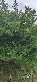 Agriculture land for sale