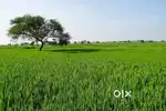 Agriculture land