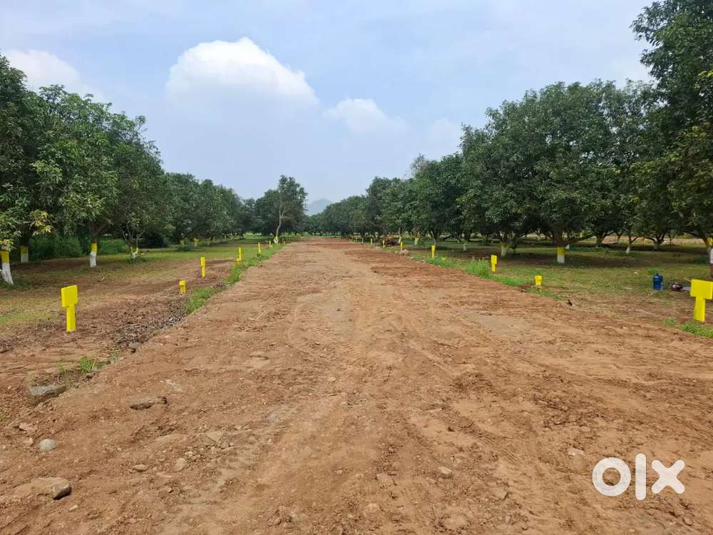 Farm land open plots for sale @ patapadu per yard 10,000