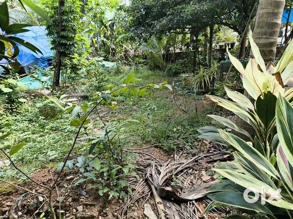 Telechery koothuparamba Road