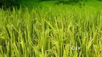 2.5ഏക്കർ  പാടം
