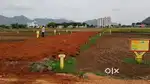 Firangipuram local