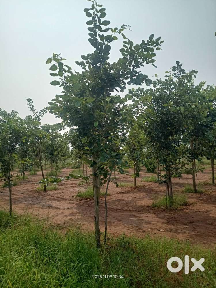 RED SANDAL FARM LAND