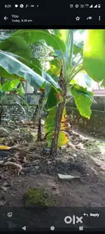 4 cent land for sale chembakessery 20 lakh/ cent
