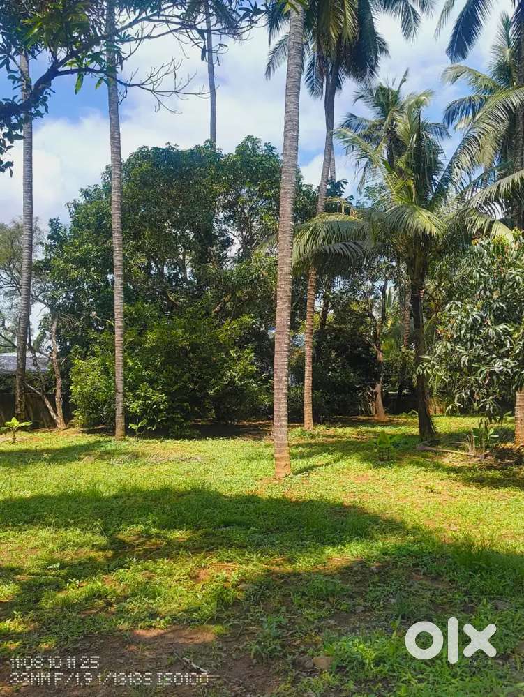 Plot for sale Thrissur mannuthi
