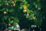 Agriculture Cashew trees land for sale at Chidikada Nagapuram