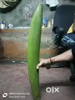 Coconut flower