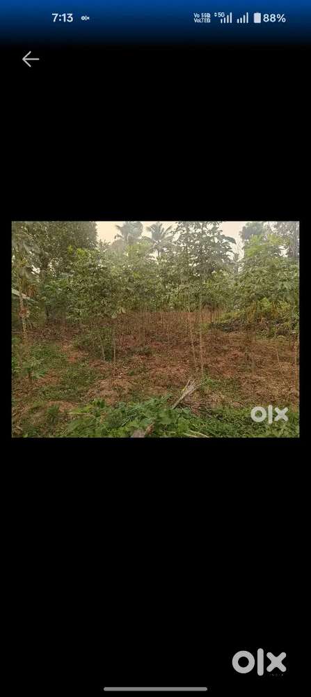 4-acre land for sale near Shalom School, Vengola, ₹2 Lakh/cent