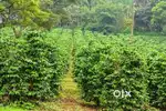 3.25 Acre Coffee Estate for Sale – Near Cherambale, Coorg