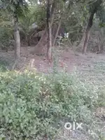 Bumper sale on land