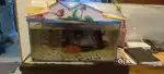 Fish aquarium