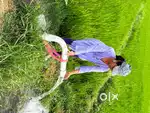 Agricultural land with bore facility