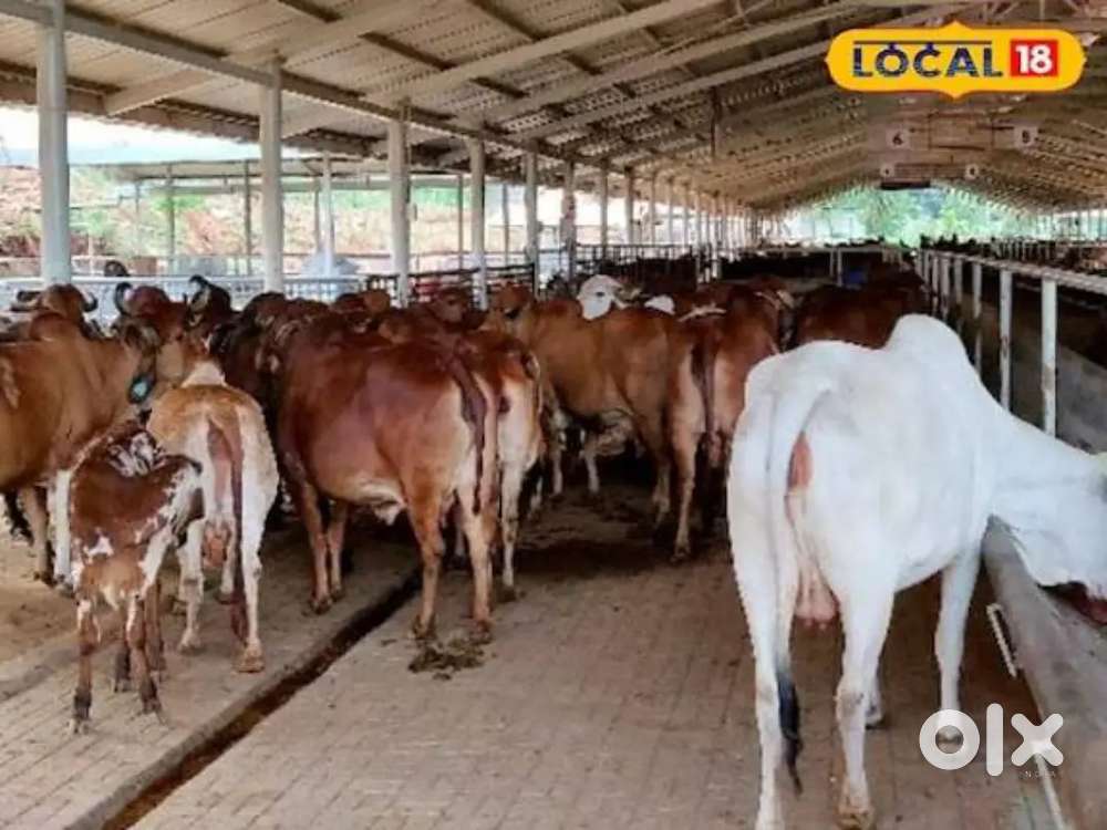 गौशाला में काम करने के लिए आवश्यकता है रहना खाना सब फ्री है