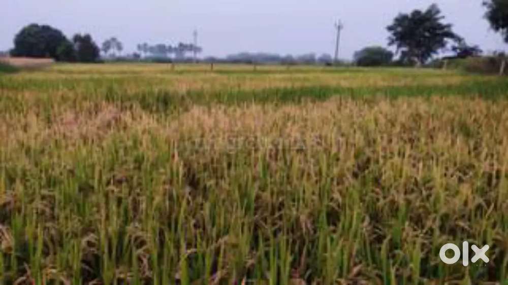 Agriculture land (gumlapoor)