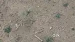 agriculture land