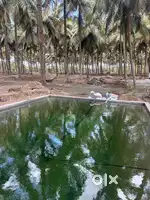 Coconut farm sale