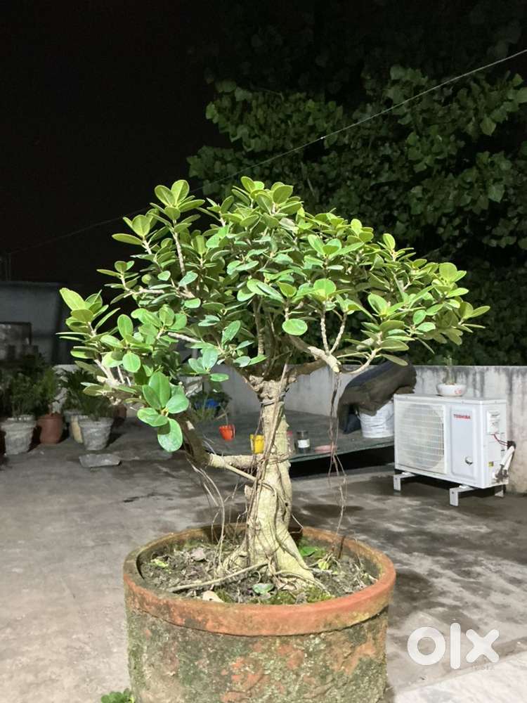 20 years old ficus microcarpa bonsai plant