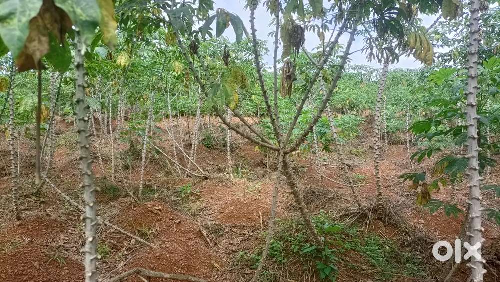 14000 മൂട് മരിച്ചിനി അഥവാ കപ്പ വിൽക്കാനുണ്ട്