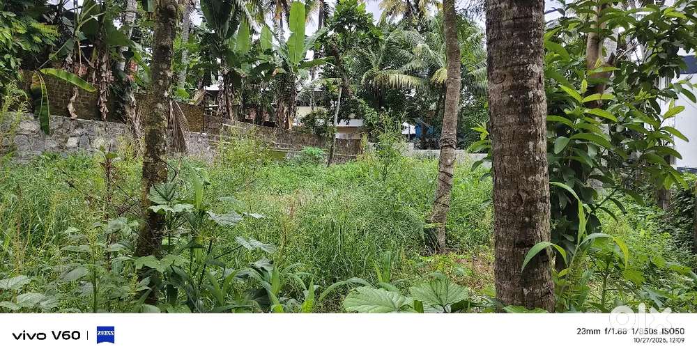6 CENTS PRIME RESIDENCIAL PLOT FOR SALE NEAR KURAVANKONAM