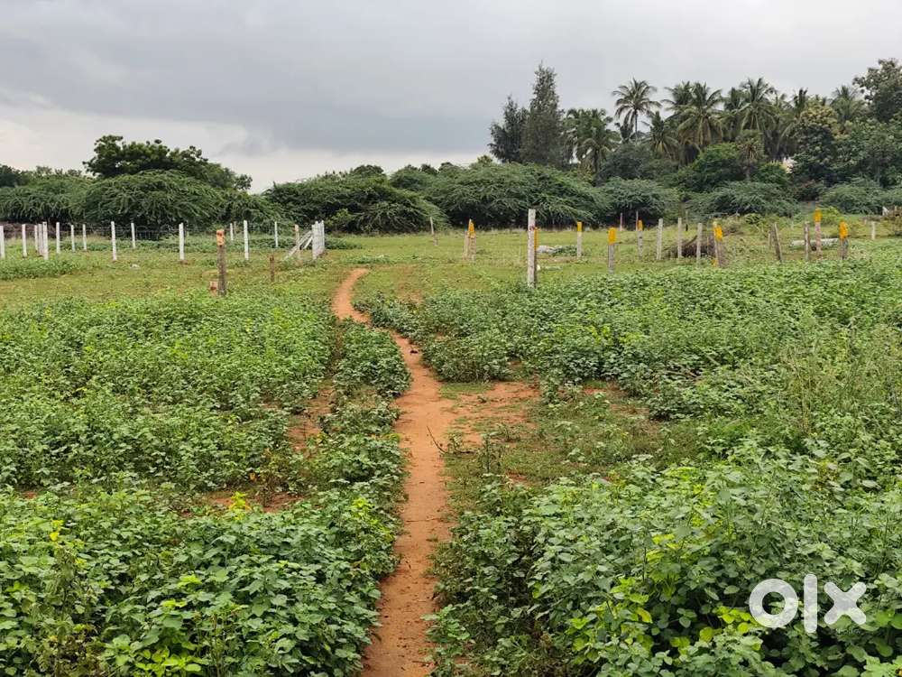 Panjapur bustand Fathima nagar (Erangudy)