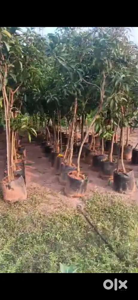 Mango trees are available