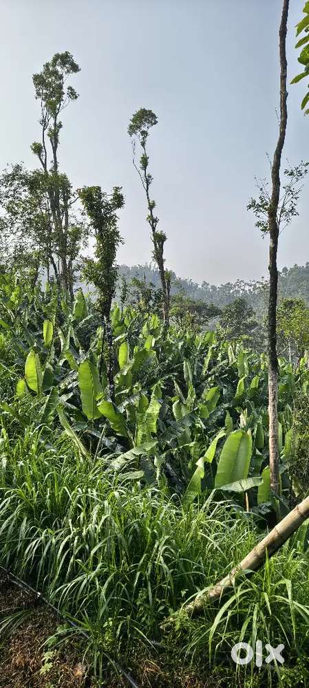 It is good plot for farming and resort making