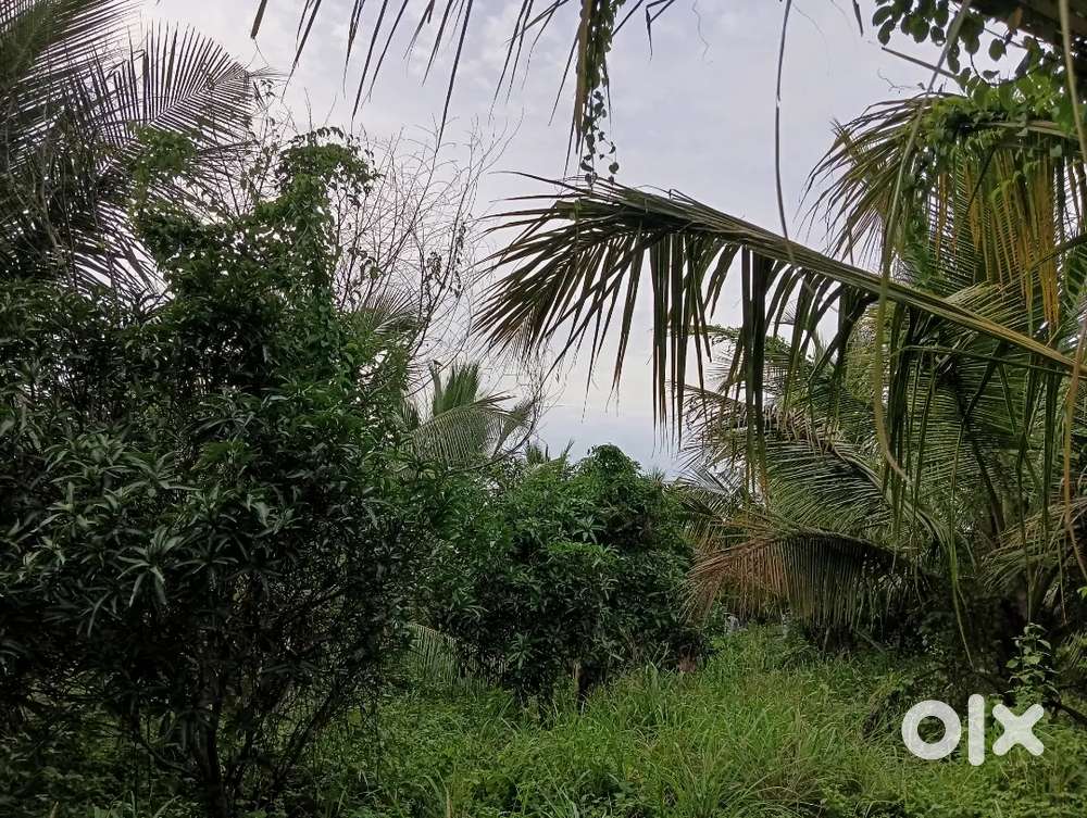 5 Acre Mango & Coconut Thottam(Malappuram,malaparamba,palachode)