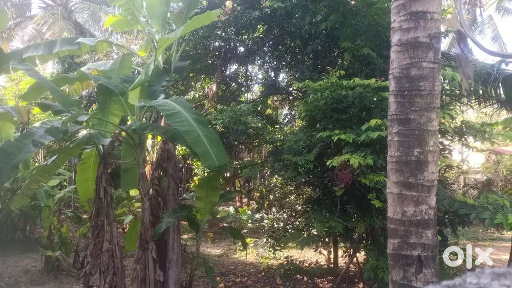 Anayara near lords hospital 10 cent plot near bypass 3 road access