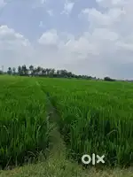 4.5 बीघा खेत फॉर सेल
